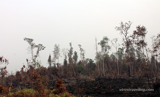 Kebakaran Hutan Kalimantan