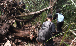 trekking-hutan-taman-nasional-sebangau