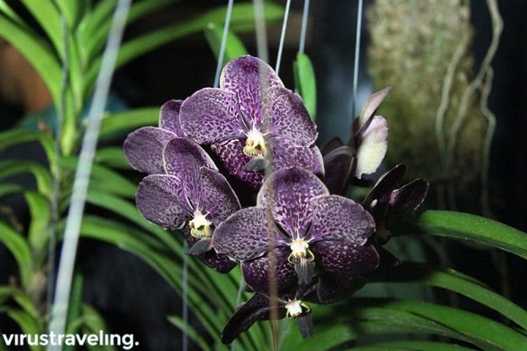 Mencari Bunga Anggrek Hitam Anggrek Hutan Khas Kalimantan