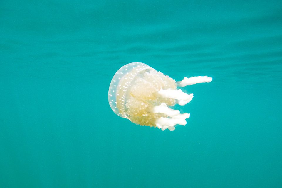 Stingless Jellyfish Togean Islands