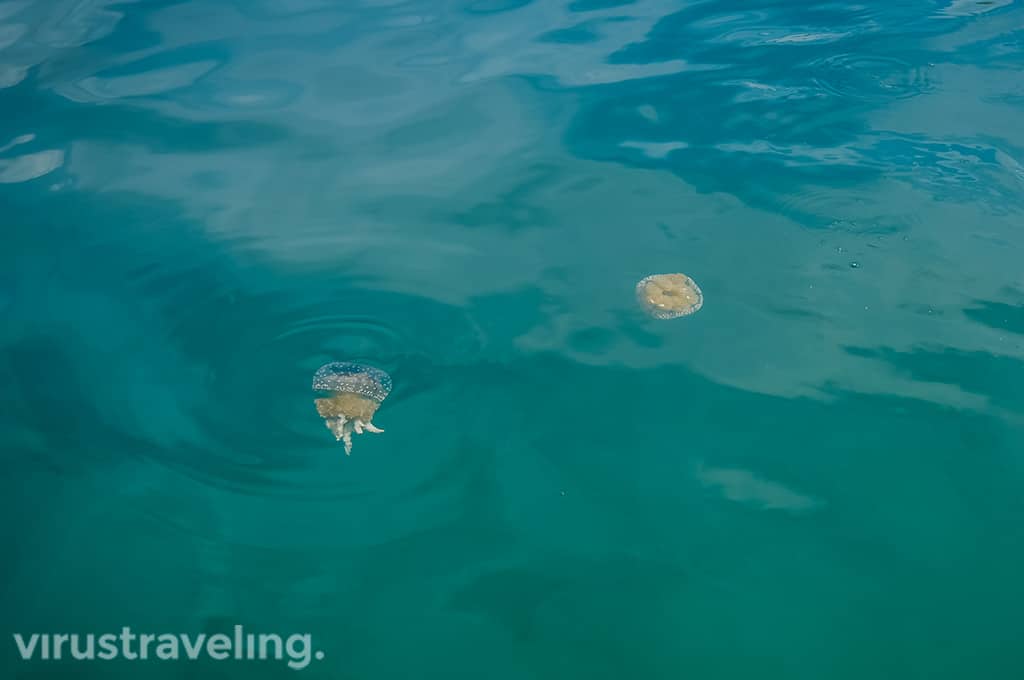 Stingless Jellyfsih Togean