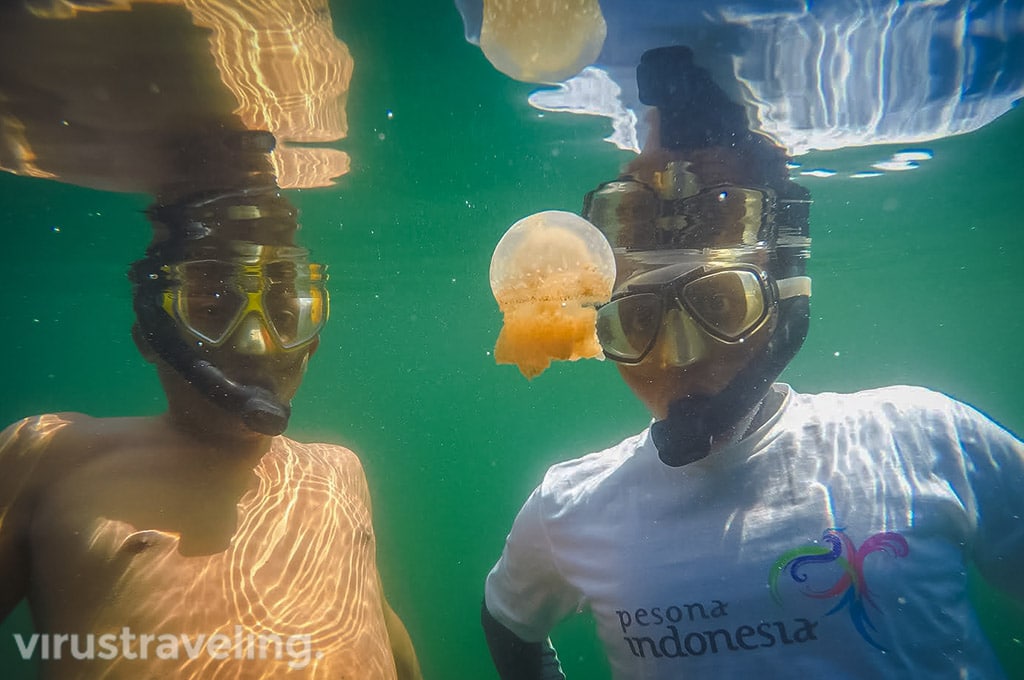 virustraveling wirannurmansyah with stingless jellyfish