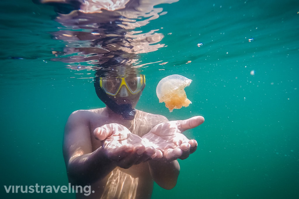 virustraveling with stingless jellyfish