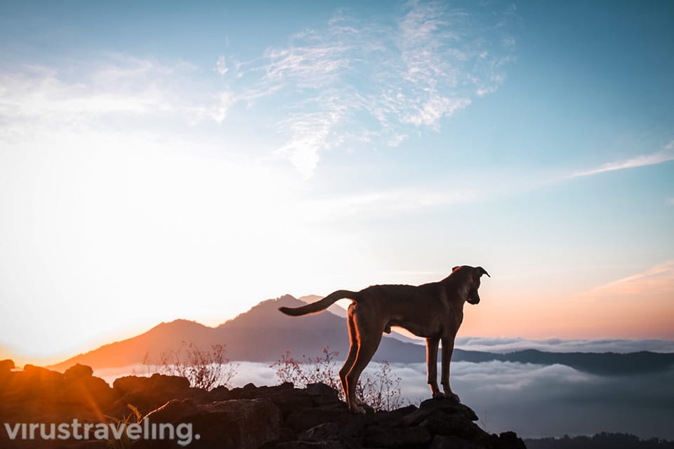 Anjing Kintamani dengan View Sunsire Gunung Batur