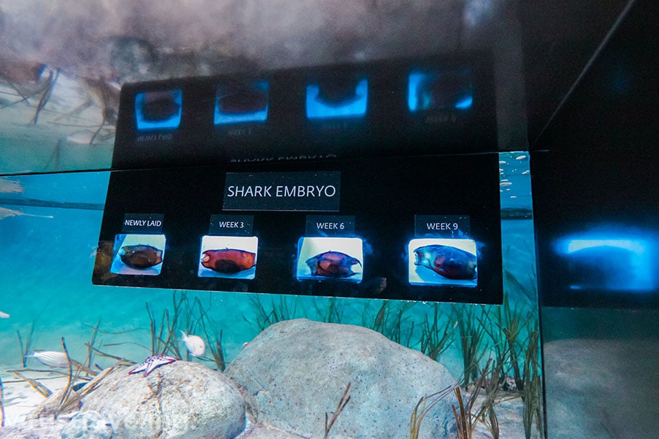 shark embrio hiu di sea aquarium singapore