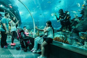 Selfie bareng diver di sea aquarium singapore