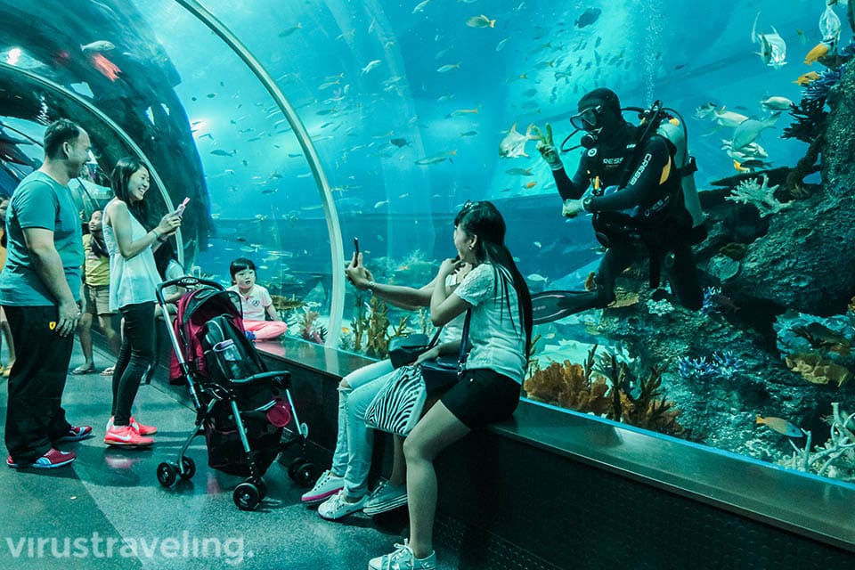 Selfie bareng diver di sea aquarium singapore