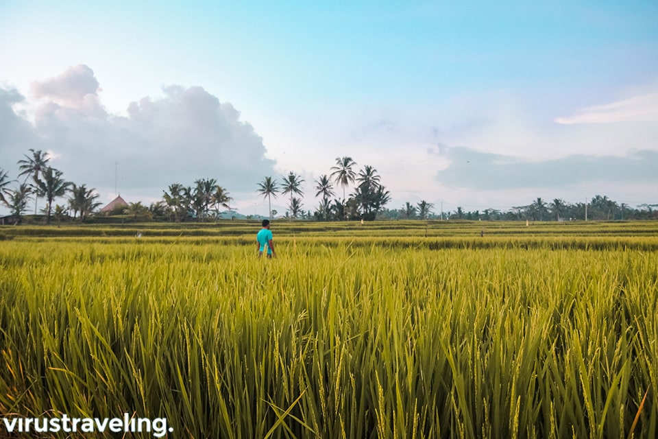 green kubu tegalalang rice field
