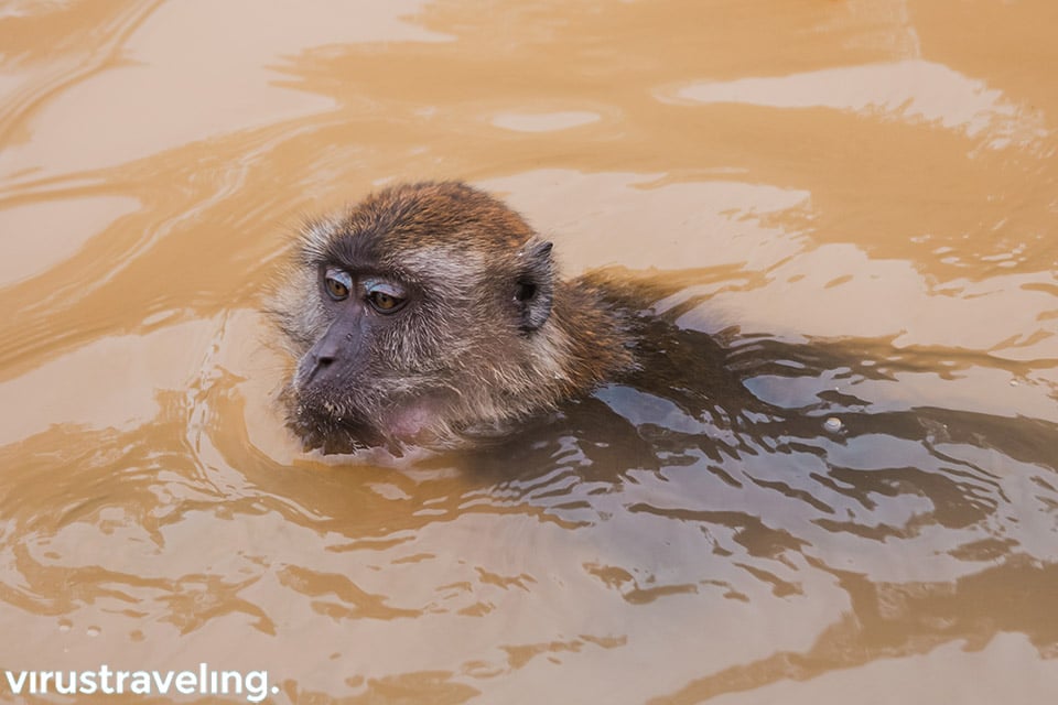 Monyet berenang di sungai Mangrove