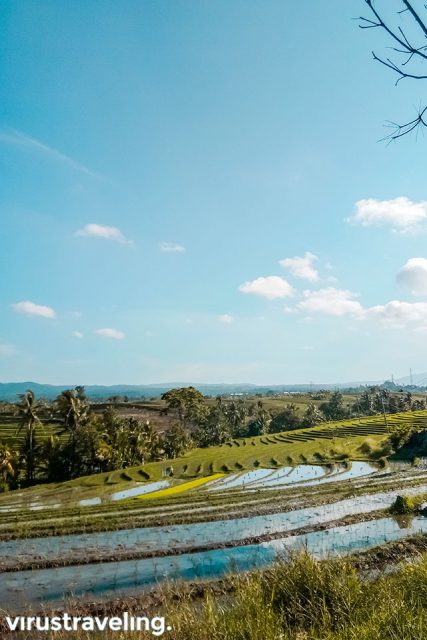 Pemandangan Sawah Terasering di Bali Barat