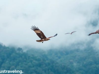 Ratusan elang di Kilim Geoforest Park